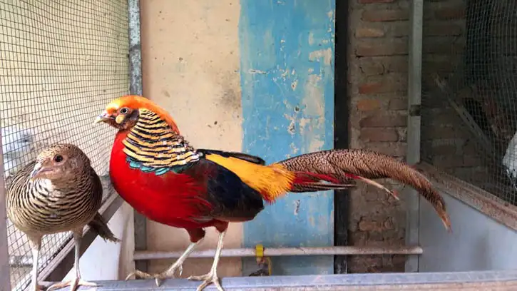 Mengenal Ayam Hias: Keindahan yang Bikin Terpesona